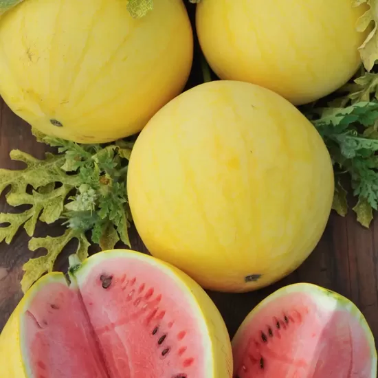 Arbūzi Zloto Wolicy F1